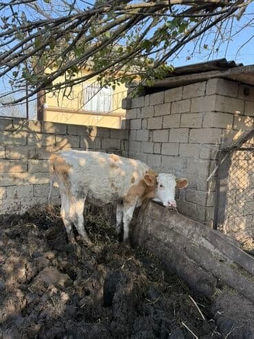 berde mal bazari 2020: Simental qarışıqlı cins buzov - Rəng: ağ-qırmızı alacalı - Yaş — 1