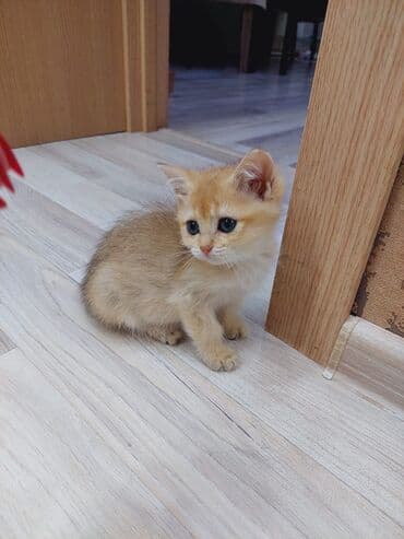 bala haski: Qızıl şinşilla, Erkək, Dişi, Ünvandan götürmə — 2