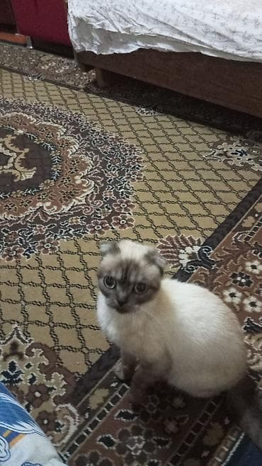 Şotland yastı qulaq — 1