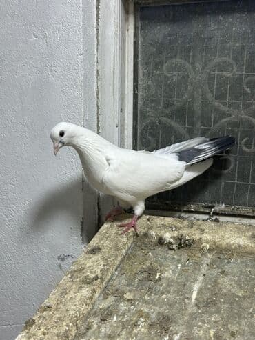 Digər heyvanlar: 16 tuk mayadi deste sebekequyruqdu (yosanquyruq) 1 ay olar mehemmedide — 6