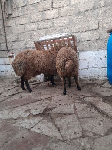 quzu satan: 2 baş qoç quzu satılır. - Cins: yerli tip, qəhvəyi yunu, qara ayaqlar — 1