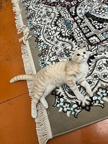 K/t heyvanları və malları: Şotland — 7