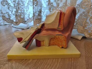 Tibbi geyim: Anatomik Qulaq Maketi – kəsik görüntü - İnsan qulağının xarici, orta — 3