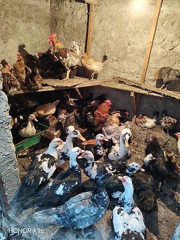 Quşlar: Toyuqlar 100 den coxdu hamisi saglamdi yumurtalayir — 2