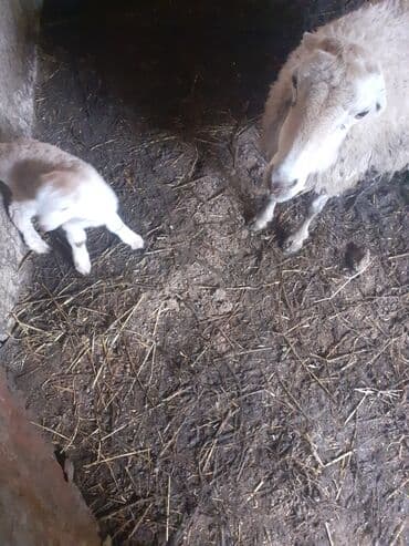beyleqan sortu qoyun: 3 qarndı ciddi şəxslər razlaşmaq olar zəngin vurun — 2