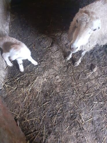 bezekli qoyun sekilleri: Hevan celilabad ciddi şəxslər zəngin vursun 3 qarına doğub balası — 7