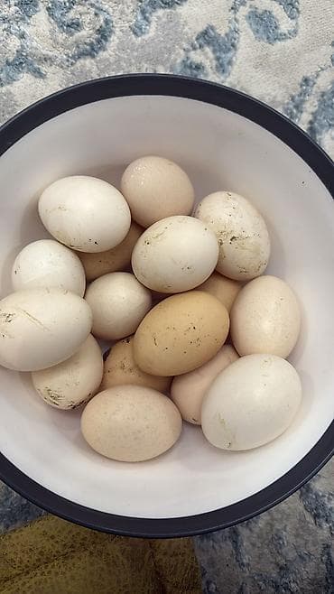 ikinci el samavar: Salam inqibator üçün qaz yumurtasi yigilir. Cixima yari yariya kim — 1