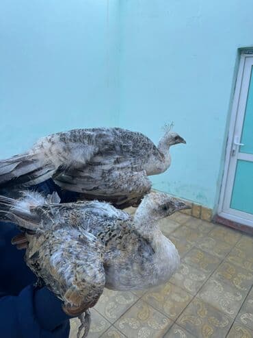 atla eşşəyin cütləşməsi: Qaraqənəd Tovuz quşları 1 cütü 200 azn — 3