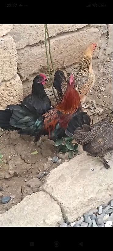 yaponka toyuqlarin satisi: Yaponka toyuqlarının yumurtası satılır.Mayali yumurtalardi.Yumurtanin — 1