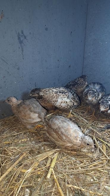 Cin bildircin mayali yumurtalari.rahatliqla inkubatorda cixilar ve — 8