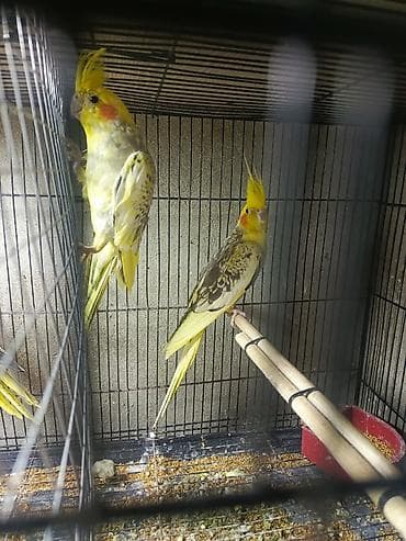 sirin itlerin satisi: Korella tutuquşu satılır qiymət 75 manat sondu ünvan yeni suraxanı 2 — 1