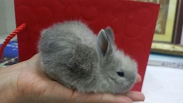 Птицы: Cins ve yerli dovsan balalari. Top ve tek qiymete — 4