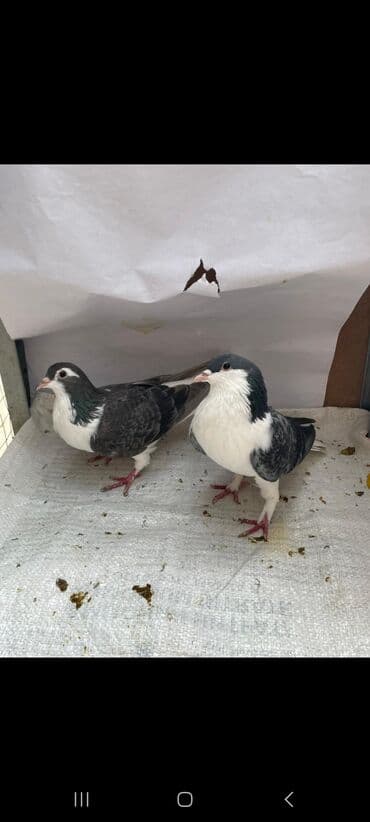 qasqaldag qusu: 3 eded delfin 1 cütdür bala verir saglam heyvanlardir 3 ededi 45 manat — 4