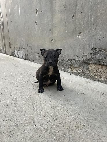 1 ay, Erkek, Peyvəndli, Ödənişli çatdırılma