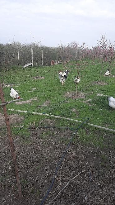 toyuğu: Toyuq, Damazlıq — 7