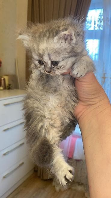 pisik paltari: Britan — 4