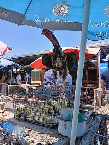 Kənd təsərrüfatı quşları: Satılır: Uzunboyun, güclü bədən quruluşlu döyüş tipli xoruz — 3