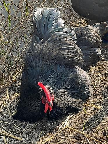 suda yaşayan heyvanlar: Toyuq, Australorp, Damazlıq — 9