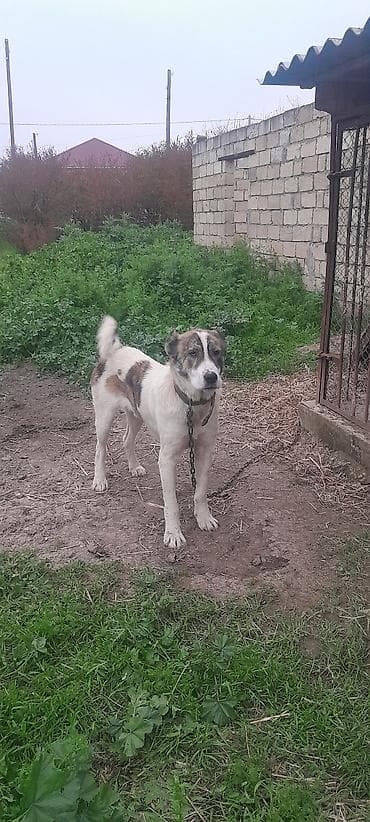 heyrati yumurtasi satilir: 1 il, Erkek, Ödənişli çatdırılma — 2