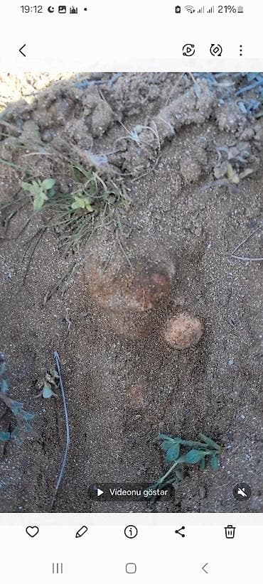 zeytun satilir: Salam Aleykum tam təbii yer domabalanı satılır sifariş vemək istəyən — 3