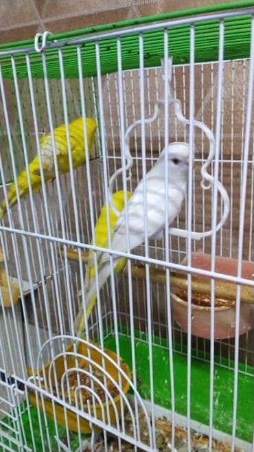 cütleşdirme: 3 eded bir maya 2 erkey 15 aznəhsul: Dalmatin, səma-mavi, yaşıl-sarı — 1