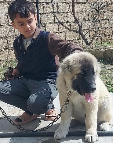 golden itlər: Qurdbasar, 7 ay, Erkek — 3