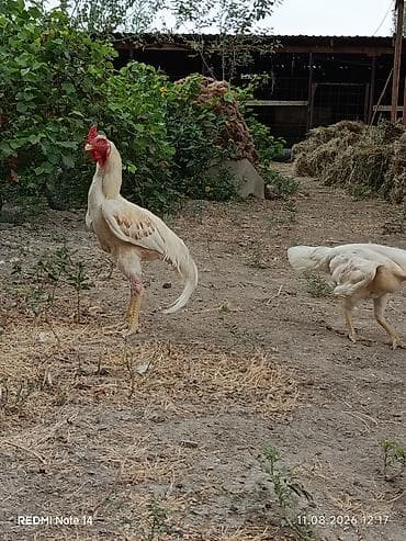 satdig quslar: Ağ rəngli xoruz 11 aylig xoruz du heç bir prablemi yoxdu vaksinləri — 4
