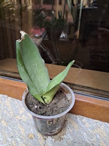 Təmir və tikinti: Сансивьера голубая — 3