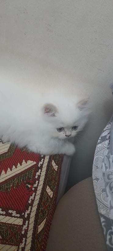 boyumeyen pisik: Britan — 1