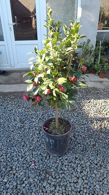 Саженцы деревьев: Kamelya (Camellia japonica) – saksıda, budanmış formda dekorativ — 2
