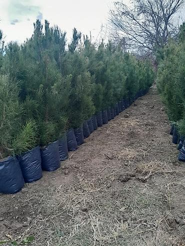peredok 07 sekilleri: Məhsul: Eldar Şamı (torbada köklü) Təsvir: - Uzun iynəyarpaqlı, sıx — 1