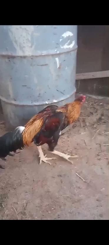 yem satisi: Məhsul: Qara-qızılı rəng palitrasında döyüş tipli xoruz Təsvir: - — 1