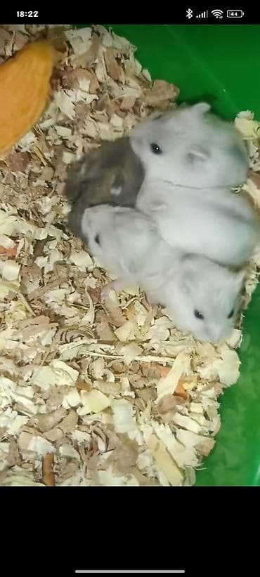 norka heyvan: Yeni 2mərtəbəli qəfəs 2xomyak ağ və boz🐭 qəfəsin içində Fırlanan çarxı — 4