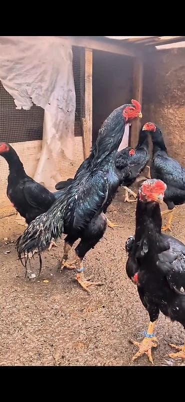 Aseel tipli döyüşcü toyuqlar – iri cüssəli, hündür boyunlu və güclü