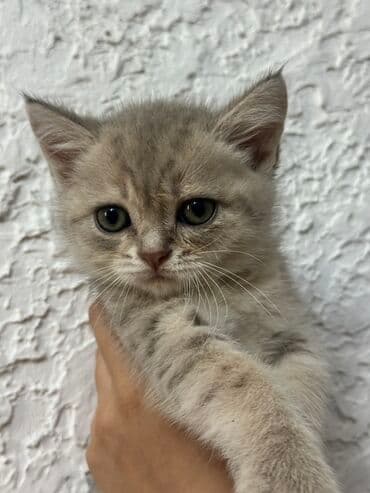 pişik pişik: Şotland, Dişi, Ünvandan götürmə — 1