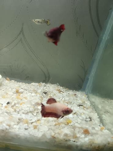 balığlar: Betta (Petuşok balığı), Sülhsevər — 4