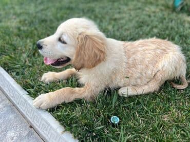 golden retriever qiyməti: Retriever, 2 ay, Erkek — 6