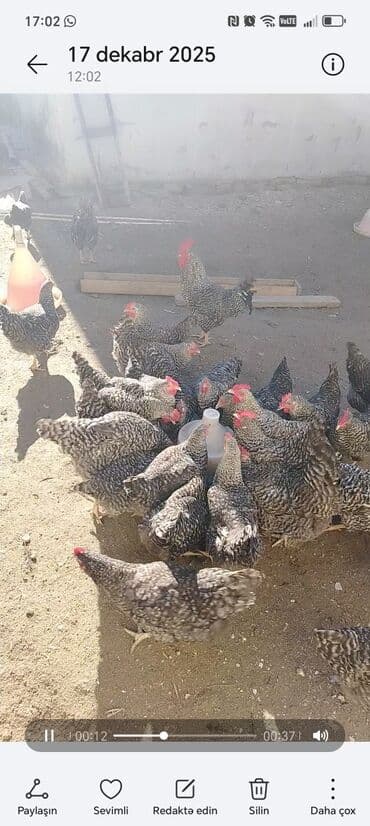 Gəmiricilər: Toyuq, Damazlıq — 2