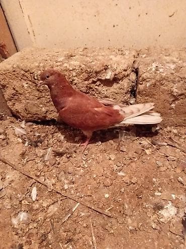 heyvanlar quşlar: Hopdum satılır 15,m tək tək qiymət dəyişir 8 dənə quşdu — 1