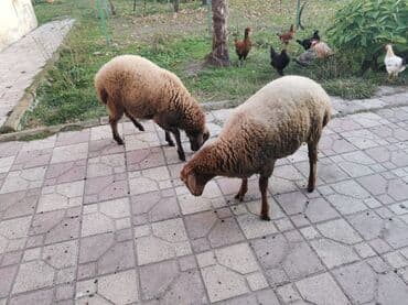 сколько стоит собака бу: 7-8 aylıq toğlulardı qiymət ikisinə aiddir — 2