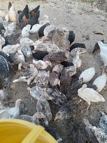 qara toyuq: 50 günlük sağlam hinduqsa balalrı satılır 50 dənə — 4