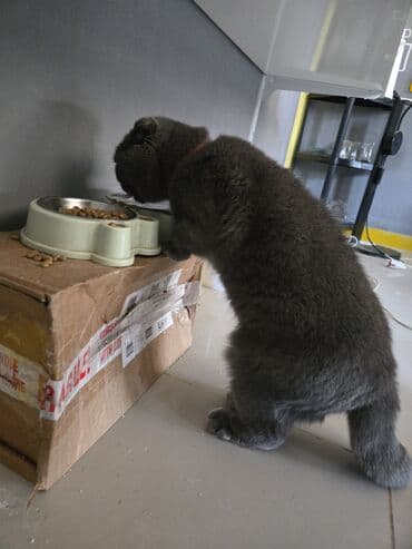 dişi qoyun: Şotland yastı qulaq, Dişi, Yaxşı əllərə, Ünvandan götürmə, Ödənişli çatdırılma — 6