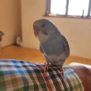 попугай ара цена: Vitamin yemekle beslenib — 1