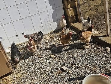 ördək balası və cücə: Toyuq, Yumurtalıq — 5