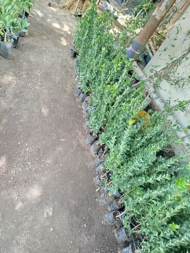 Ağaclar: Simsir agaci boylari 50sm ünvan mastaga qesebesinde — 3