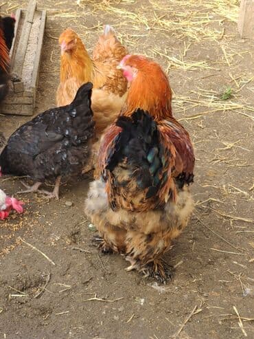 sort toyuqlar: Xoruz, Brama, il: <1, Ünvandan götürmə — 5