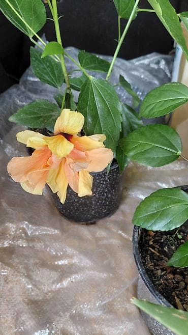 hilba bitkisi nedir: Hibiskus (Çin qızılgülü) saksı bitkisi - Parlaq qırmızı, iri və — 1