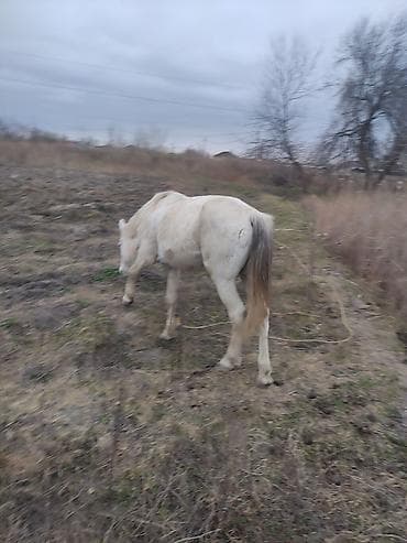Ağ rəngli at - Rəng: açıq ağ, quyruq uclarda tünd çalarla - Tip