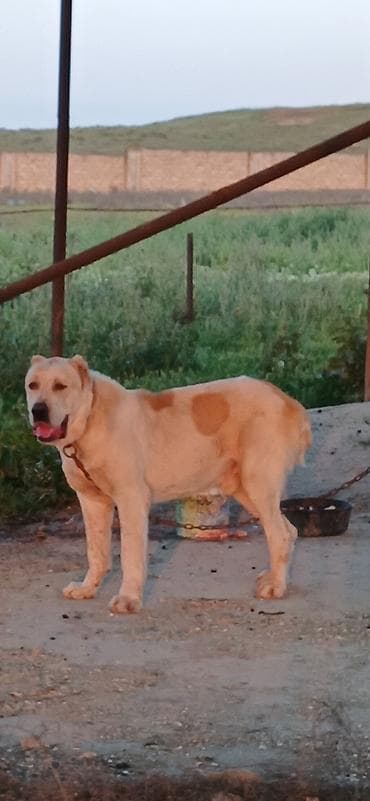 golden it cinsi: Alabay, 3 il, Erkek, Peyvəndli — 8
