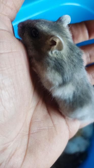 it balaca: Dwarf hamster balaları – müxtəlif rənglər - Növ: cırtdan — 4